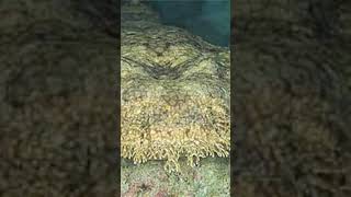 wobbegong English or Español [upl. by Haisa]