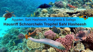 Schnorcheln in Ägypten  Hausriff Tropitel Sahl Hasheesh  Hurgada  Safaga [upl. by Atinra]