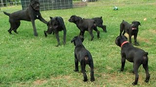 Cane Corso Puppies Barking at the parents [upl. by Milewski]