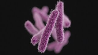 Highly infectious stomach bug Shigella is spreading warns CDC [upl. by Ardnaid]