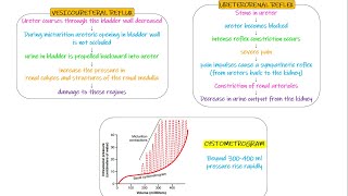 Vesicoureteral Reflex Ureterorenal Reflex Chapter 26 part 4 Guyton and Hall Physiology [upl. by Eibber]