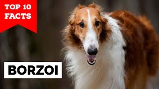 Borzoi  Top 10 Facts [upl. by Eelsel60]