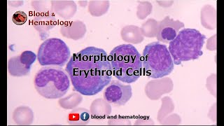 Morphology of Erythroid Cells [upl. by Edmea649]