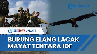 Israel Takut Disergap Hamas Pilih Menghindar hingga Pakai Burung Elang untuk Deteksi Mayat IDF [upl. by Elbys248]