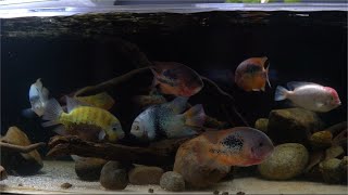 SMARTEST MOST Beautiful but Most AGGRESSIVE Fish Central American Cichlids [upl. by Soirtemed]