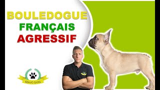 DROGON CHIEN RÉGULATEUR VS BOULEDOGUE FRANÇAIS CHIEN AGRESSIF [upl. by Eleahcim688]