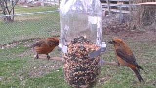 Red Crossbills at my feeder [upl. by Yatnuahs555]