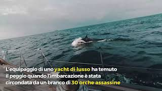 Un branco di trenta orche assassine circonda lo yacht di lusso [upl. by Herzel]