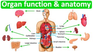 Major organ functions amp anatomy 👫 Quick amp easy learning video [upl. by Alba]