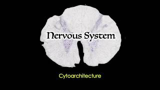 Nervous System Cytoarchitecture [upl. by Nosreip487]