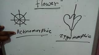 Flower hypogunousepigynous perigynousgamopetalouspolypetalouscalyxcorrolaactinomorphicsepal [upl. by Ecinreb]