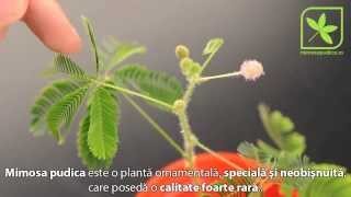 Mimosa pudica  Planta miscatoare [upl. by Yelahc]