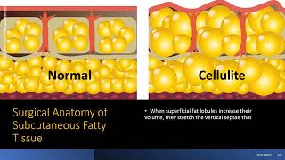 The Science of the Subcutaneous Adipose Tissue [upl. by Debor]