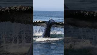 Amazing good times with humpbacks all over the place Book your trip now wildlife ocean love [upl. by Harrow]