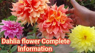 Dahlia flower complete information  Dahlia flower plant care  Dahlia flower  Dahlia growing tips [upl. by Engle]