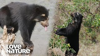 The Predator Duo Spectacled Bears Tree Climbing Tactics  Love Nature [upl. by Sheply]