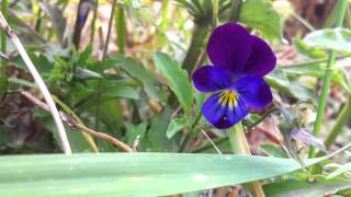 Tricolored Pansy Viola Tricolor  Heartsease  20120602 [upl. by Orpheus]