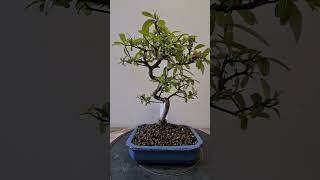 Bonsai Pyracantha [upl. by Eimyaj158]