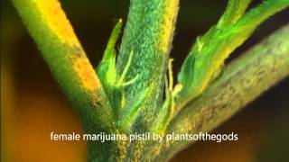 female marijuana pistil [upl. by Borek]