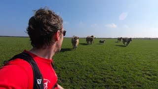 Chased by cows and a sheep  ultra marathon training [upl. by Garv]