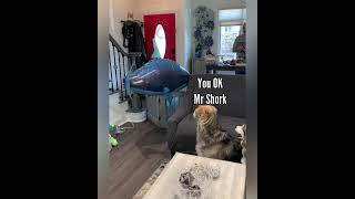 Pranking Dogs With Floating Shark [upl. by Ellinger]