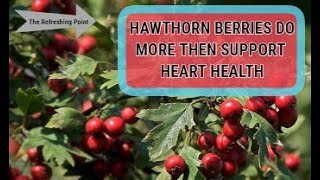 Hawthorn Berry Does More Than Support Heart Health  Boosts Energy  Try Hawthorn Berry Tea [upl. by Lemart559]