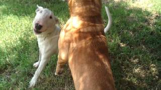 Bull terrier vs Pitbull [upl. by Ingalls]