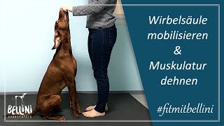 Wirbelsäule mobilisieren amp Muskulatur dehnen  Workout für euren Hund  fitmitbellini [upl. by Tandi]