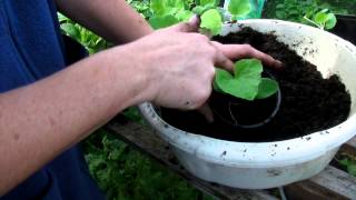 How to pot your cantaloupes  Claires Allotment Part 232 [upl. by Sterne]