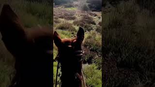 Navigating a steep slope on horseback during the Cuyama Oaks 50mile xpride [upl. by Aber137]