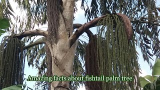 Caryota urens The old well grown fishtail palm tree [upl. by Jaye]