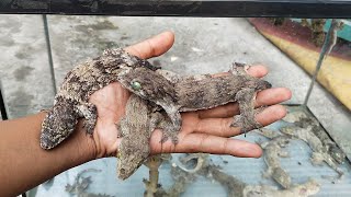 Reptiles sale  Jual Halmahera Giant gecko  tokek Halmahera murah [upl. by Amla405]