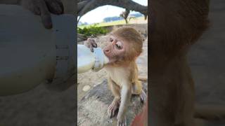 Baby monkey drinking milk 🍼🐵monkey baby shorts 0190 [upl. by Anha]