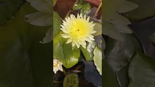 flowerswaterlily combinewaterlillytrending blockbusterlikeforlikesviralshort arjitsingh [upl. by Sesom727]