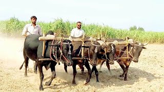 A field Ploughed by two pairs of bulls  Two hardworking persons are Ploughing with four bulls [upl. by Lorene]