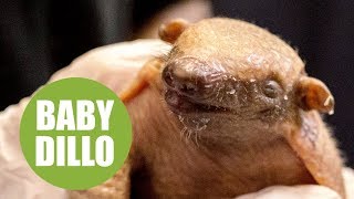 Baby armadillo born in UK zoo [upl. by Yrokcaz]