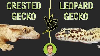 Crested Gecko vs Leopard Gecko  Head To Head [upl. by Ellehsad459]