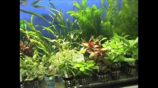 aquarium akvarium akvaristika video 1 [upl. by Yltsew]