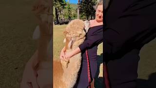 Funny alpaca Moments  Alpaca spitting FactCreate shorts facts [upl. by Hgieliak570]