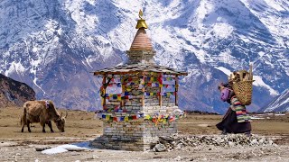 Where Tibet and Nepal Meet Tsum Valley Trekking Nepal Himalaya [upl. by Natye]