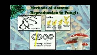 Asexual Reproduction In Fungi [upl. by Enetsirhc]