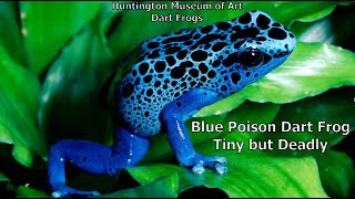 Blue Poison Dart Frog is Tiny but Deadly [upl. by Navac714]