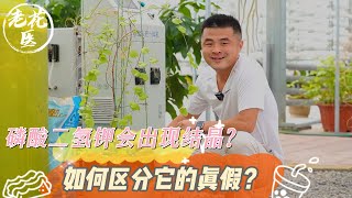 【养花必懂小知识】磷酸二氢钾会出现结晶？如何区分它的真假？养花巧妙小知识！Tips and tracks for Potassium dihydrogen phosphate [upl. by Nodyroc673]