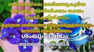 ശരീരത്തിലെഅടിഞ്ഞുകൂടിയ കൊഴുപ്പ് അലിയിക്കാം രക്തം ശുദ്ധികരിയ്ക്കാം benefits of Convolvulus prostratus [upl. by Ecienaj172]