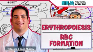 Hematology  Erythropoiesis Red Blood Cell Formation Part 1 [upl. by Anaujal]