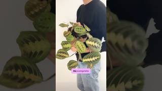 Rinvaso maranta leuconeura 🥰 plants maranta marantaleuconera marantaceae plantlover calathea [upl. by Gerita]