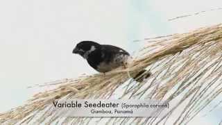 Variable Seedeater [upl. by Fitzhugh]