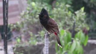 Red Vented Bulbul Bulbuli [upl. by Kiehl]