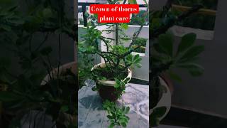 Crown of thorns caretips gardening garden nature viralshort [upl. by Prevot598]