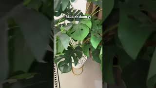 Daun monstera jumbo [upl. by Ymma]